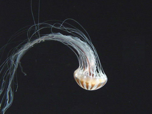jellyfish_black1