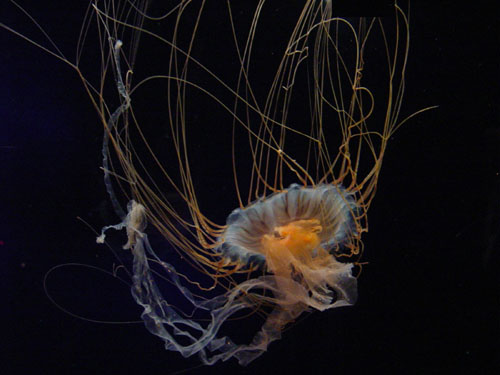 jellyfish_black2