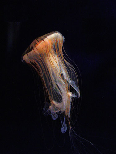 jellyfish_black4
