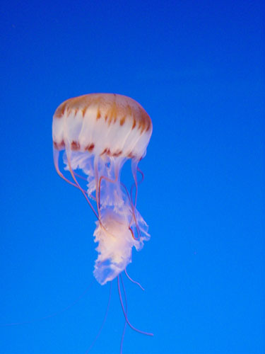 jellyfish_blue