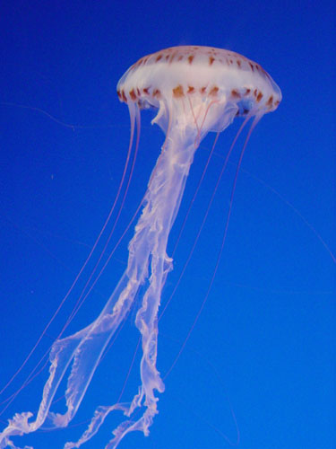 jellyfish_blue2