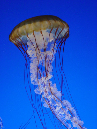 jellyfish_blue3