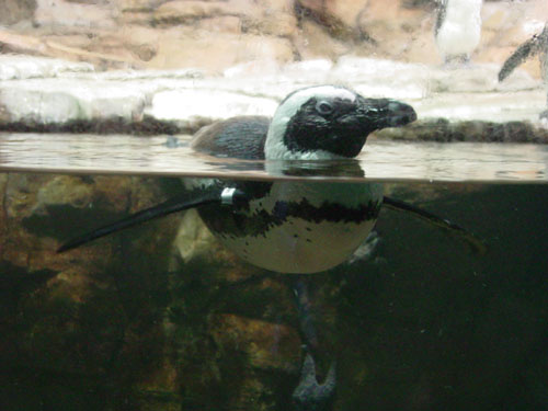 penguin1