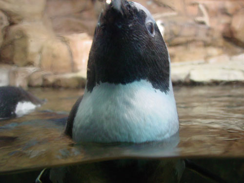 penguin2