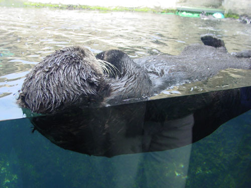 sea-otter-floating