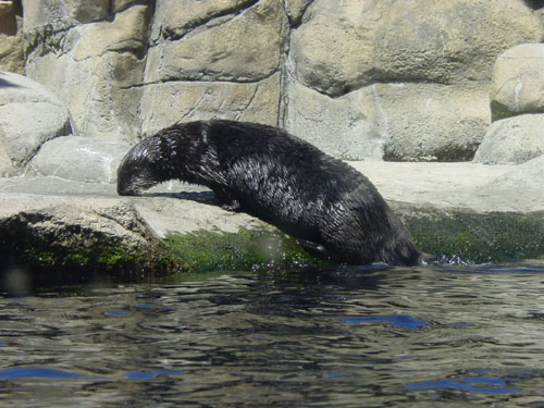 sea-otter-on-rocks