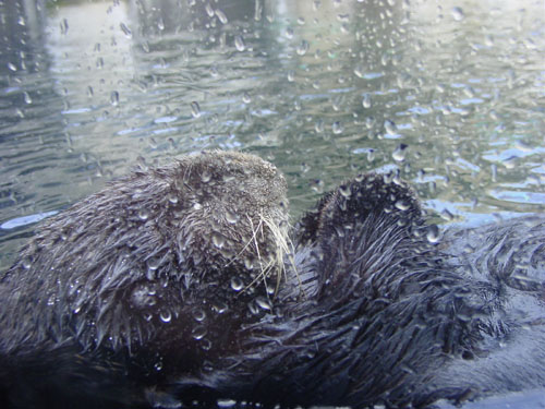 sea-otter