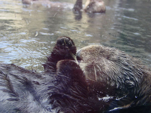 sea-otter1