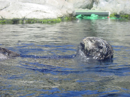 sea-otter2