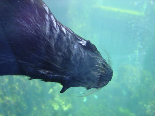 sea-otter3