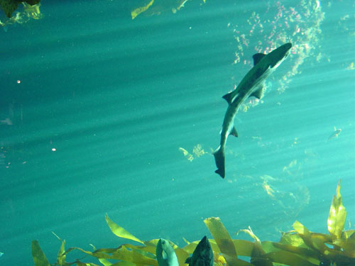 shark-in-kelp-forest