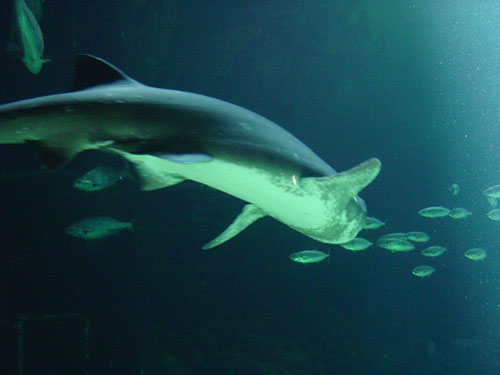 shark