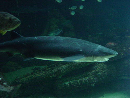 shark3