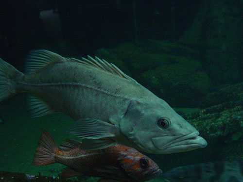 an ugly fish an ugly fish