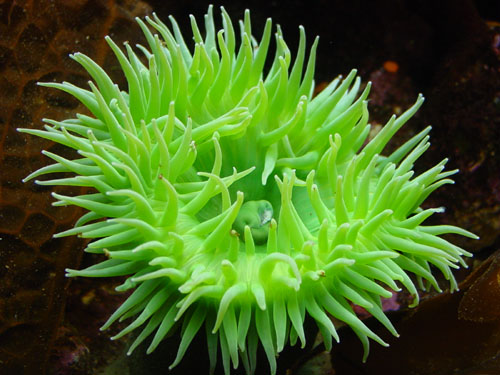 z_green_anenomie