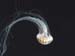 jellyfish_black1