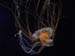 jellyfish_black2