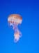 jellyfish_blue