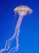jellyfish_blue2