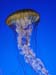 jellyfish_blue3