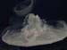 moon_jelly