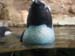penguin2