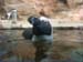 penguin3