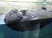 sea-otter-floating