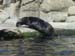 sea-otter-on-rocks