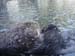 sea-otter