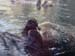 sea-otter1