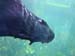 sea-otter3