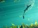 shark-in-kelp-forest