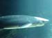 shark2