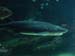 shark3