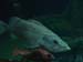 ugly-fish